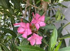 Oleander in voller Blüte